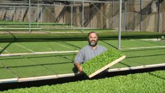 Выращивание зелени на продажу в домашних условиях как бизнес Выращивание зелени зимой как бизнес