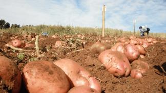Как начать свой бизнес на выращивании картофеля